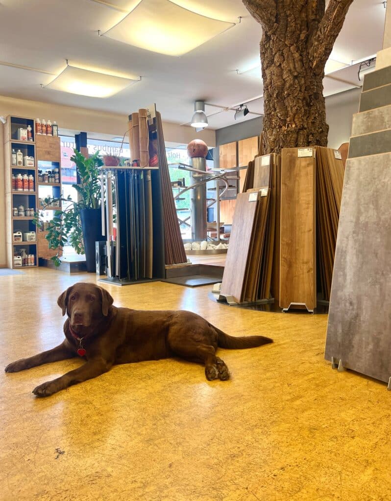 Hund liegt entspannt auf dem Korkboden im Naturo Studio Karlsruhe
